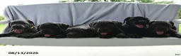Cane Corso dogs for sale: Aspen - Ad 5