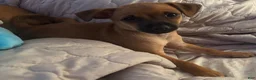 Mixed Breed dogs for sale: Mixed Breed 1 - Ad 5