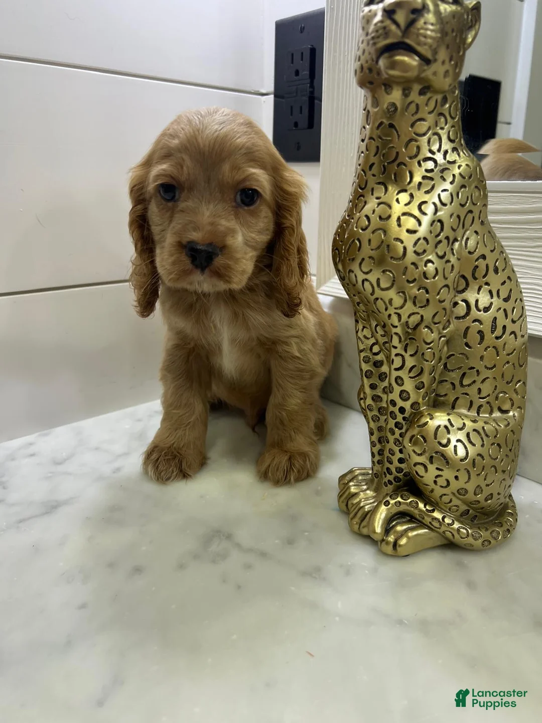 Cocker Spaniel dogs for sale: Latte ☕🤎 - Ad 2