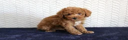 Toy Poodle dogs for sale: Sailor - Ad 2
