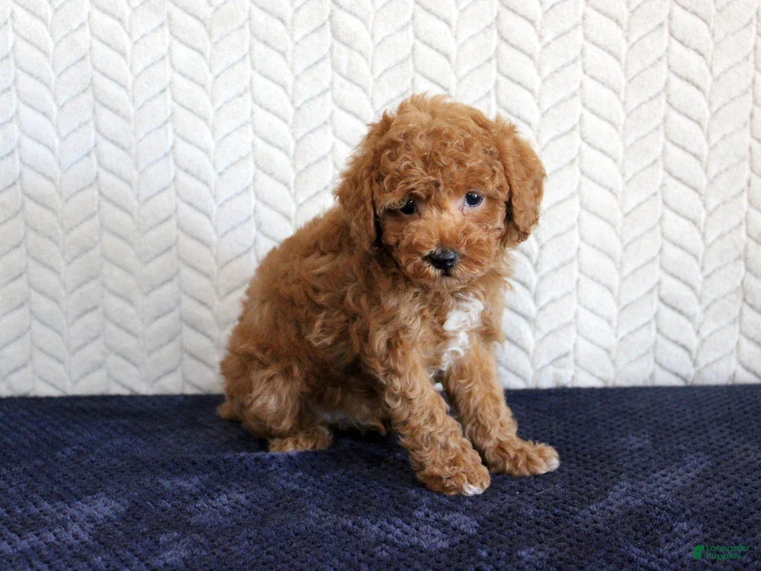 Toy Poodle dogs for sale: Sailor - Ad 2