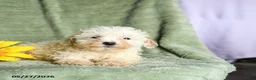 Toy Poodle dogs for sale: Kay  - Ad 3
