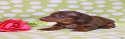 Miniature Dachshund dogs for sale: Wilbur  - Ad 4
