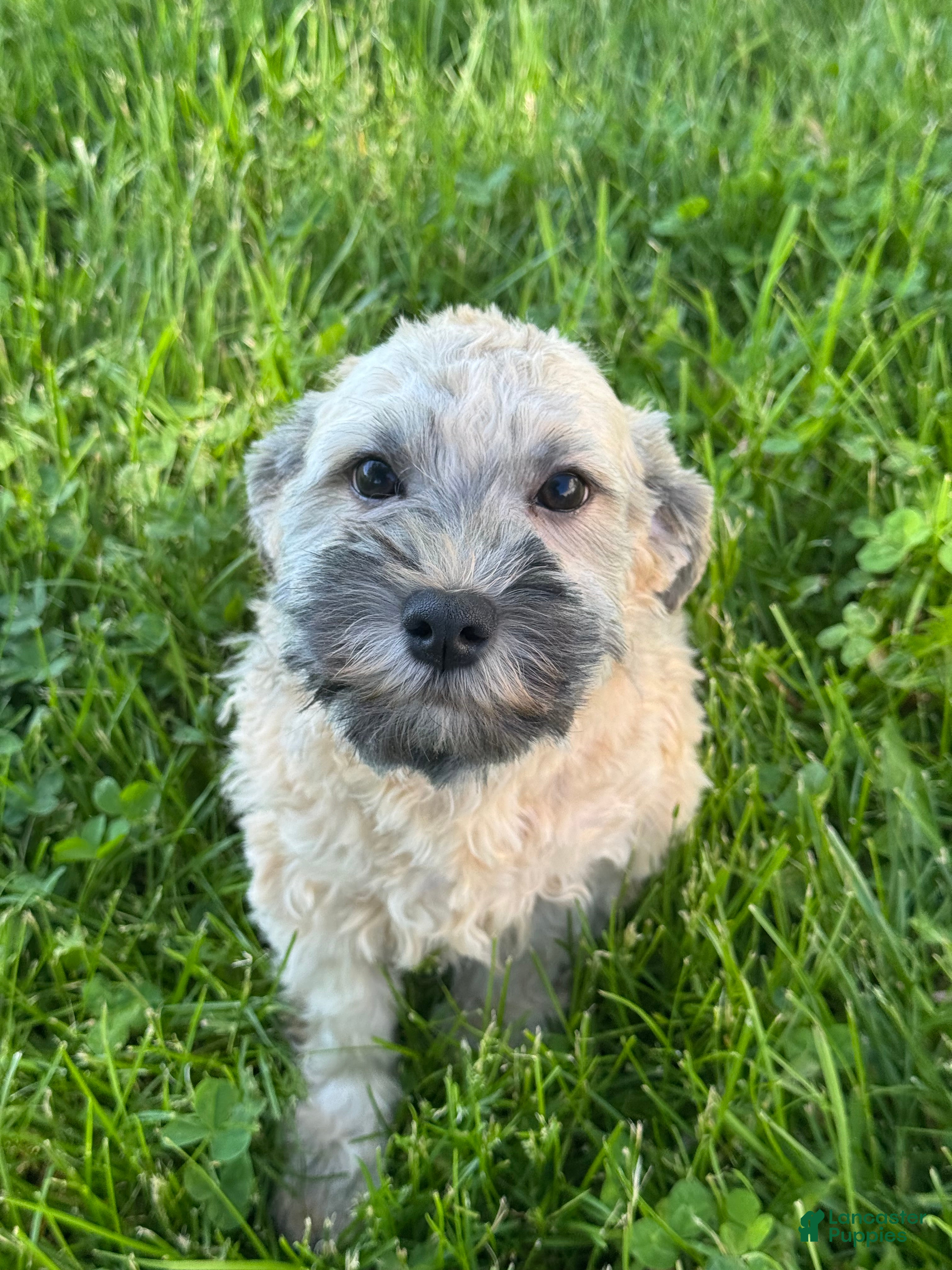 Havanese dogs Henry  - Ad 35
