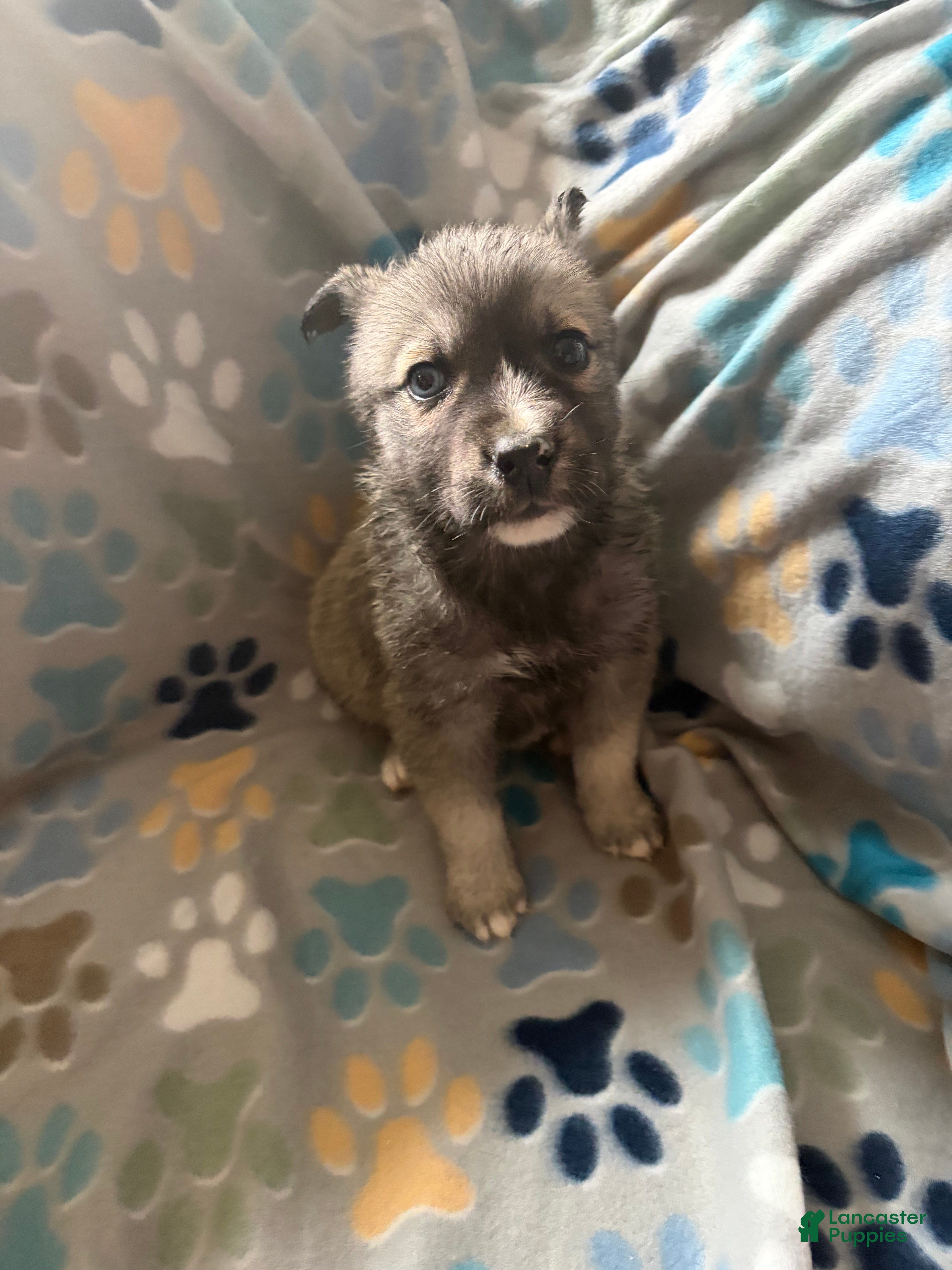 Gerberian Shepsky dogs Chief - Ad 18