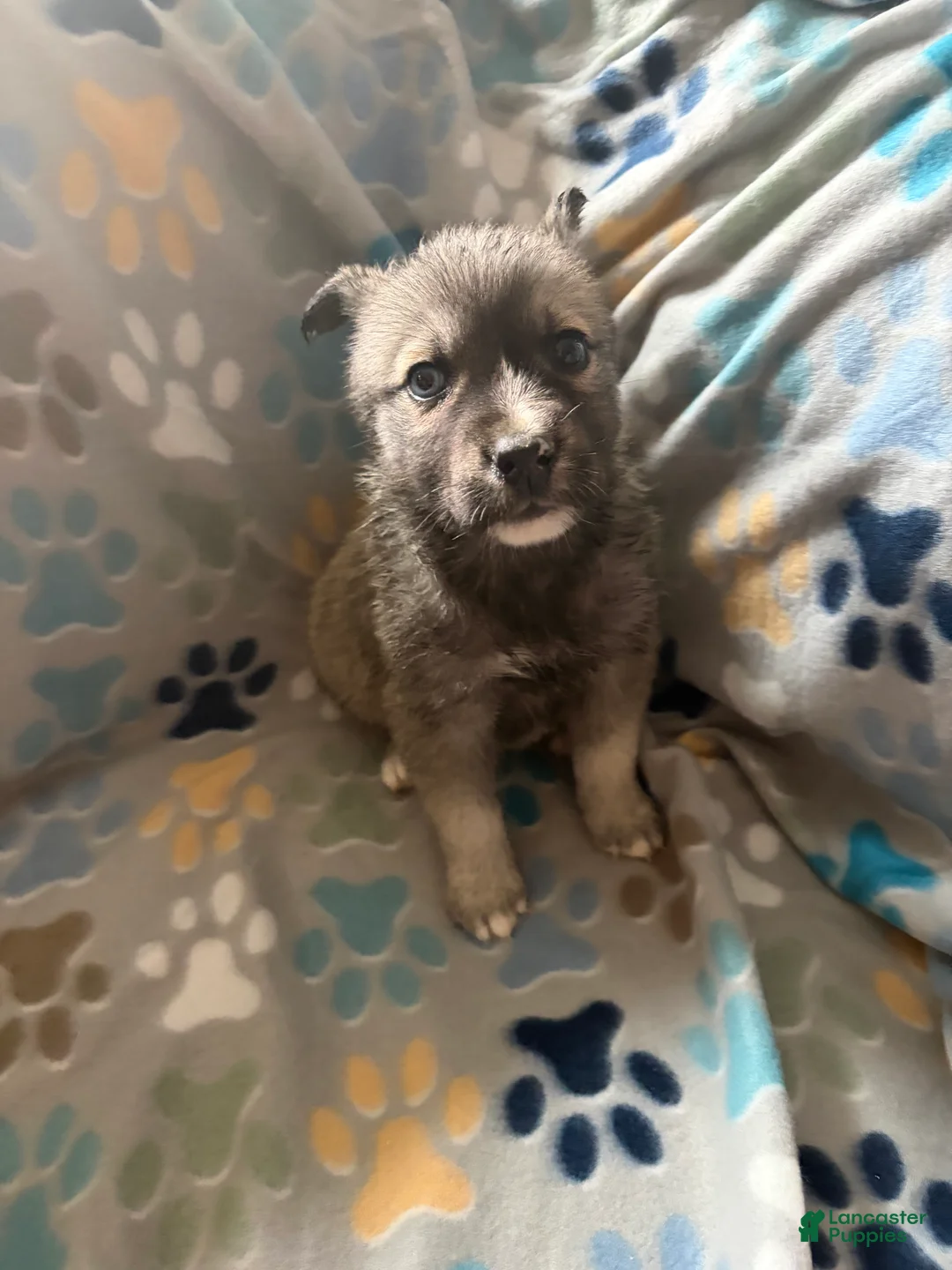 Gerberian Shepsky dogs for sale: Chief - Ad 1