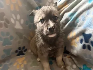 Gerberian Shepsky dogs Chief - Ad 18