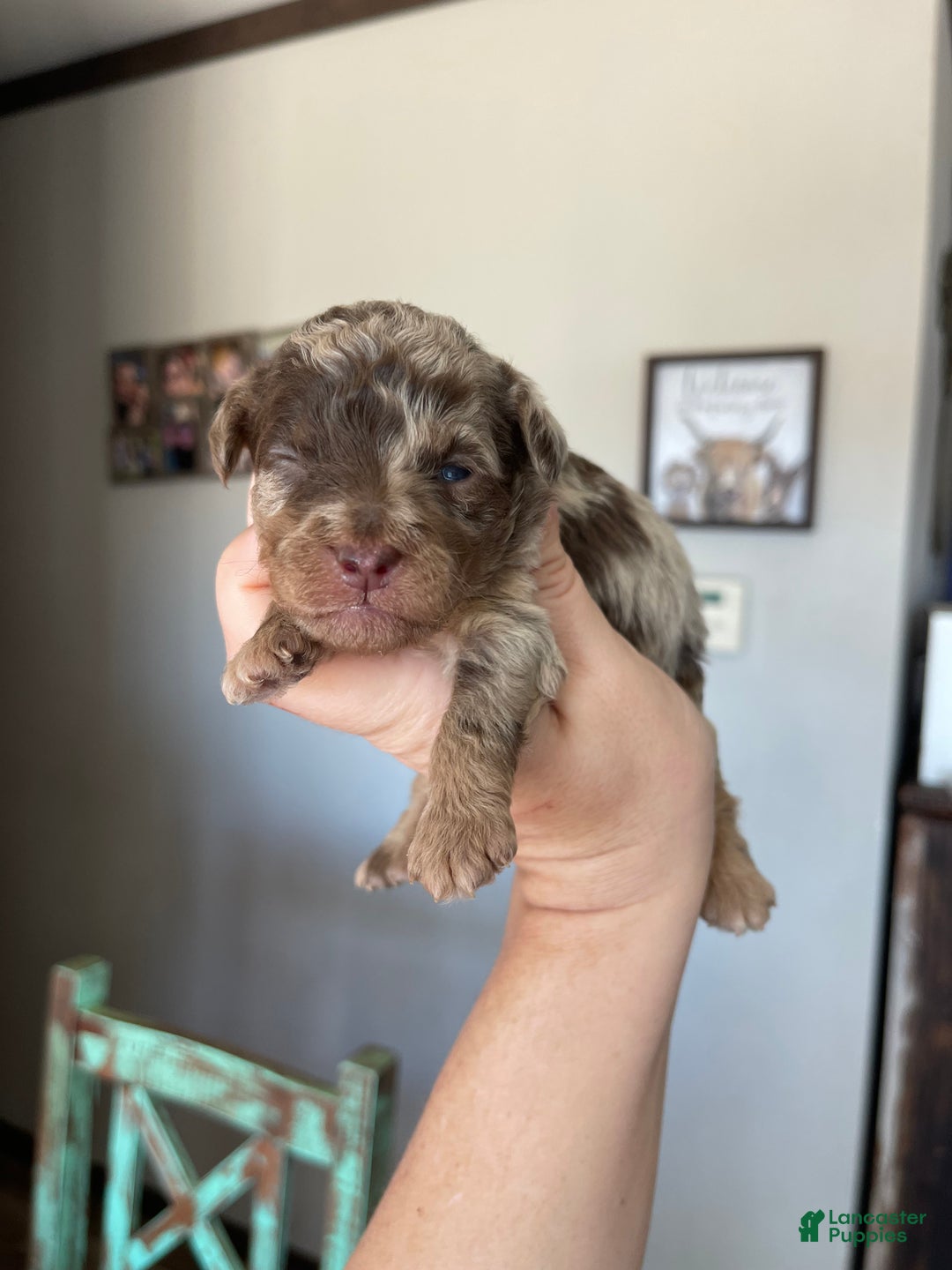 Miniature Poodle dogs for sale: Miniature Poodle Puppy 1 - Ad 3