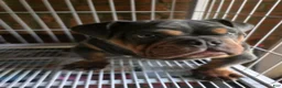 English Bulldog dogs for sale: BLUE - Ad 10