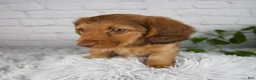Miniature Dachshund dogs for sale: Cami - Ad 4