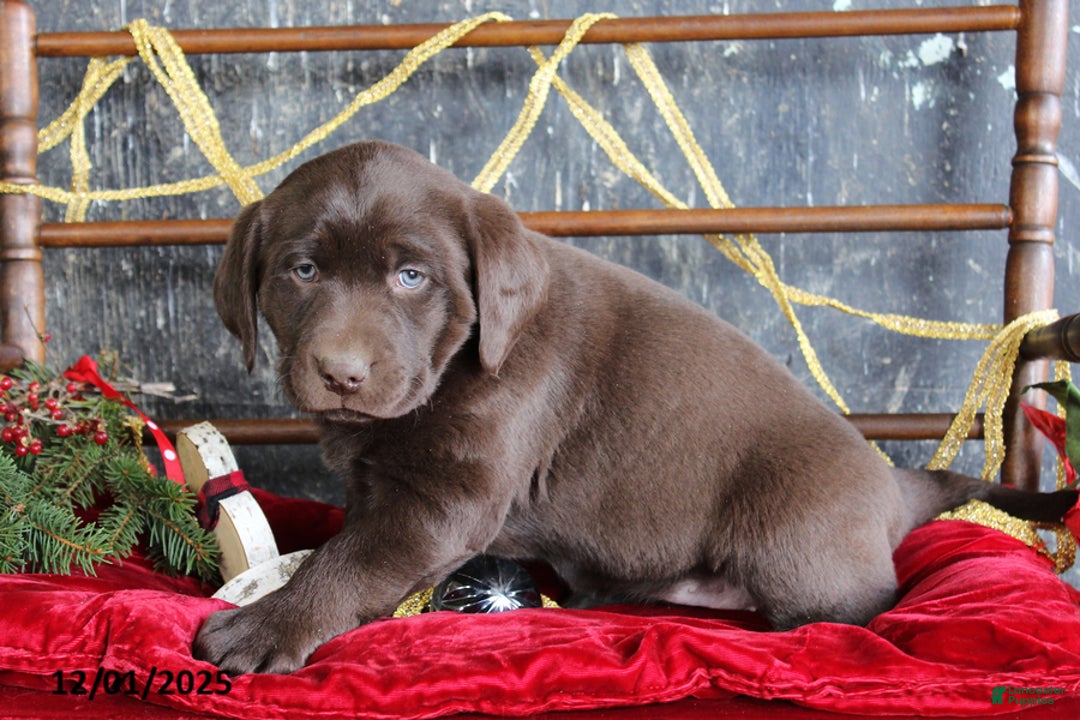 Labrador Retriever dogs for sale: Kristi - Ad 1