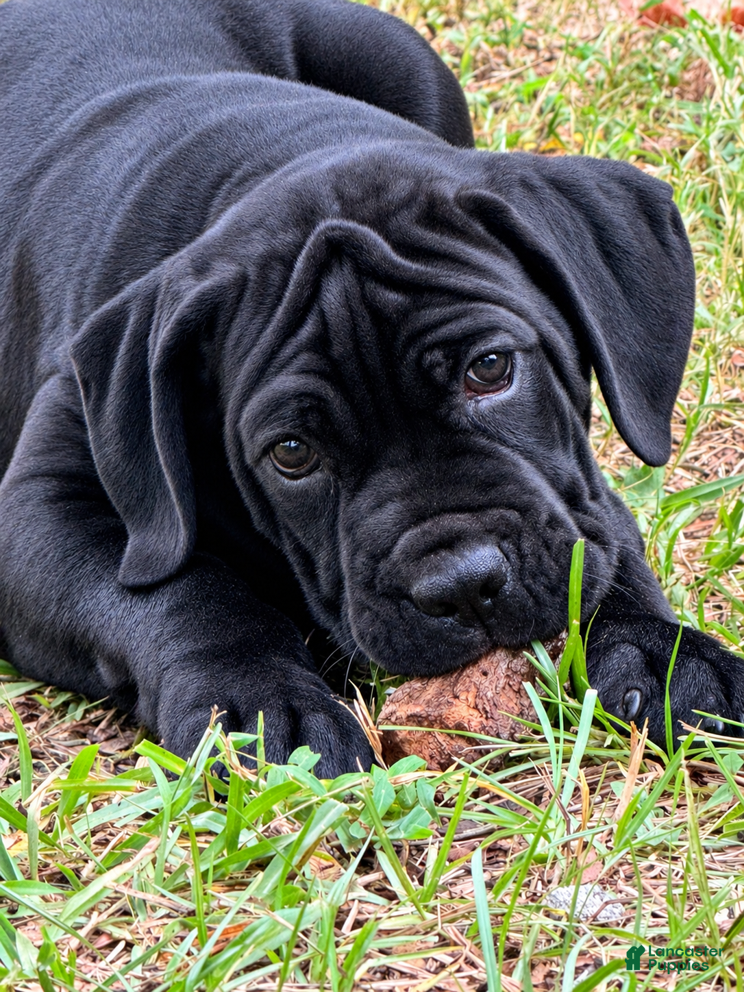Cane Corso dogs for sale: Cane Corso 4 - Ad 1