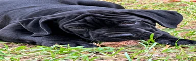 Cane Corso 4