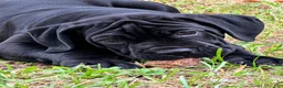 Cane Corso dogs for sale: Cane Corso 4 - Ad 1
