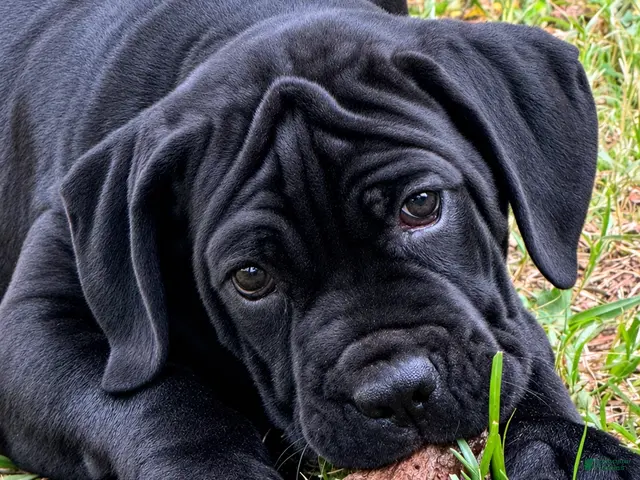 Cane Corso dogs for sale: Cane Corso 4 - Ad 1