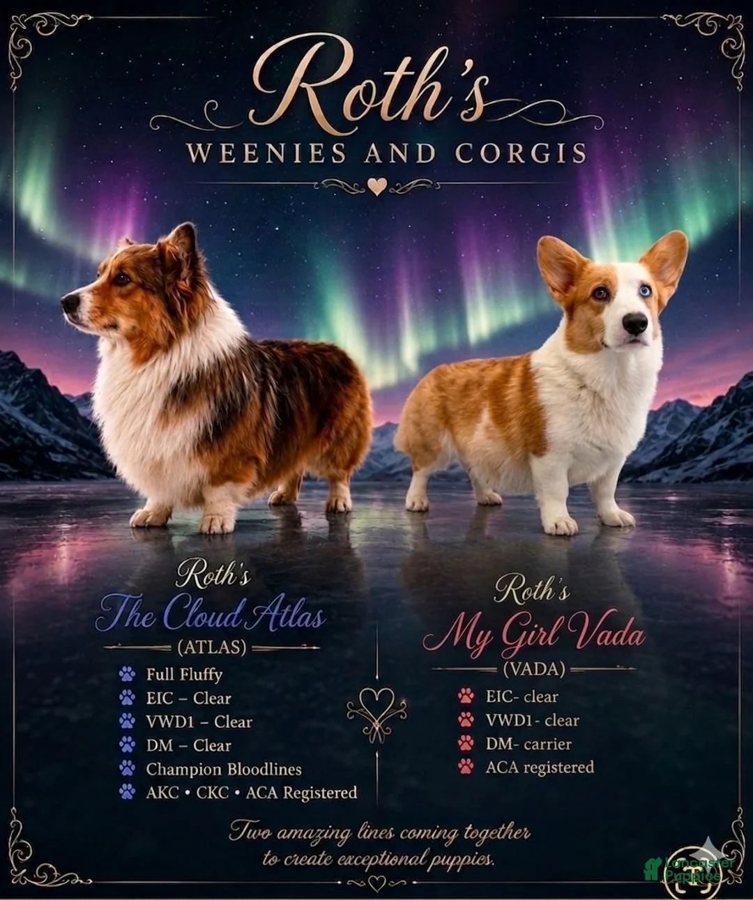 Mixed Breed dogs for sale: Female 2 - Ad 5