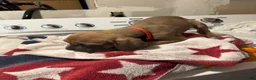Mixed Breed dogs for sale: Mixed Breed 6 - Ad 2