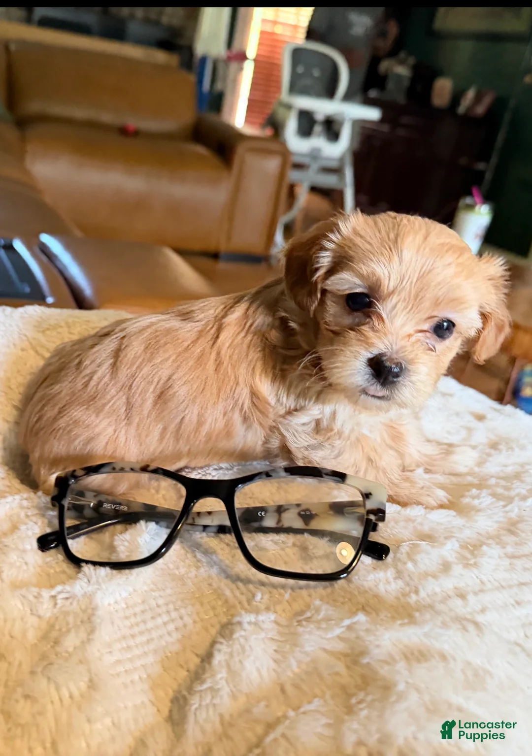 Maltipoo dogs for sale: Maltipoo 4 - Ad 2