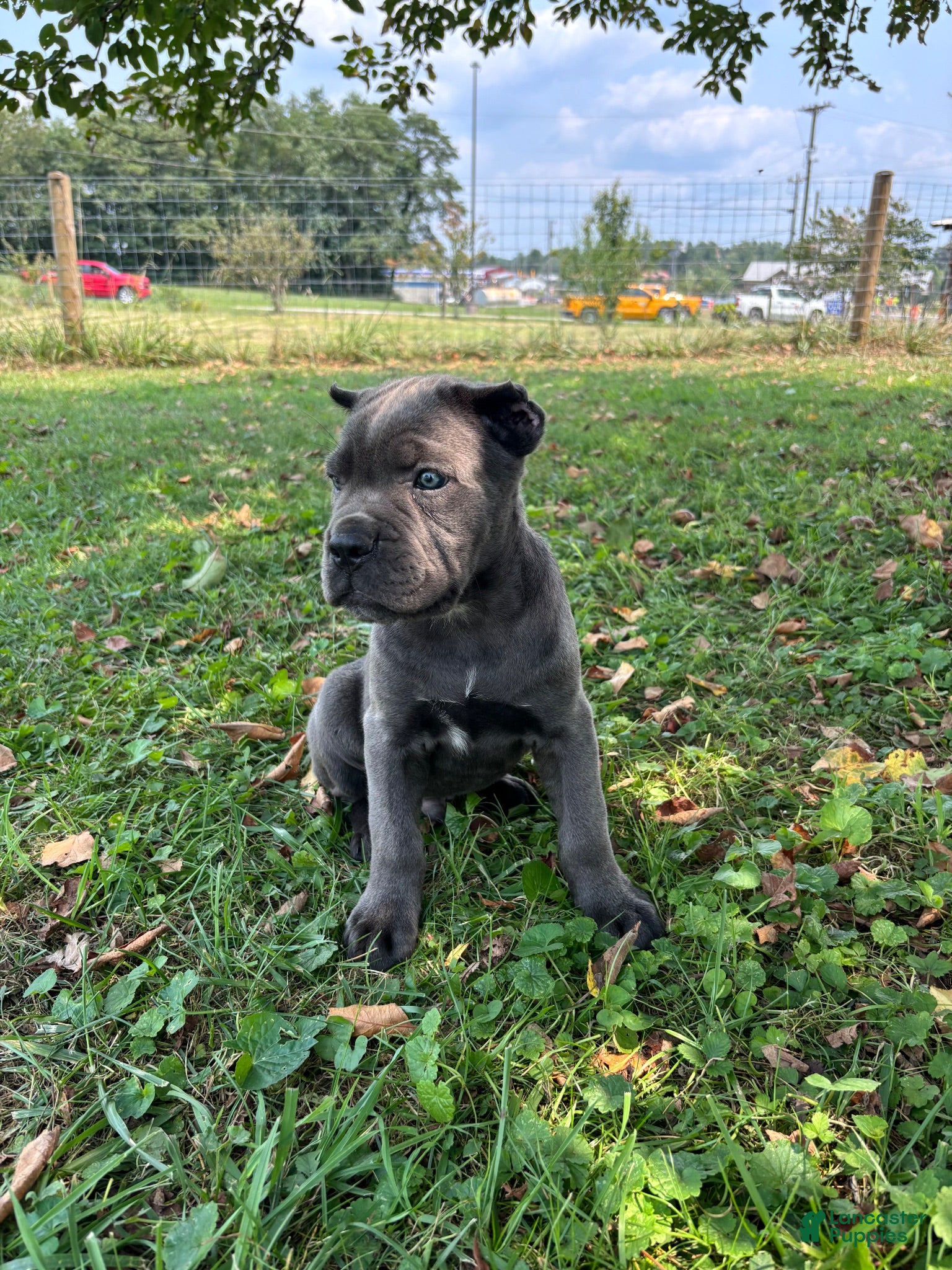 Cane Corso dogs Ranger - Ad 2
