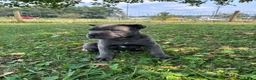 Cane Corso dogs for sale: Ranger - Ad 2