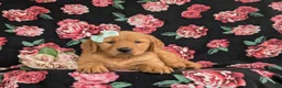 Golden Retriever dogs for sale: Zia AKC Reg - Ad 6