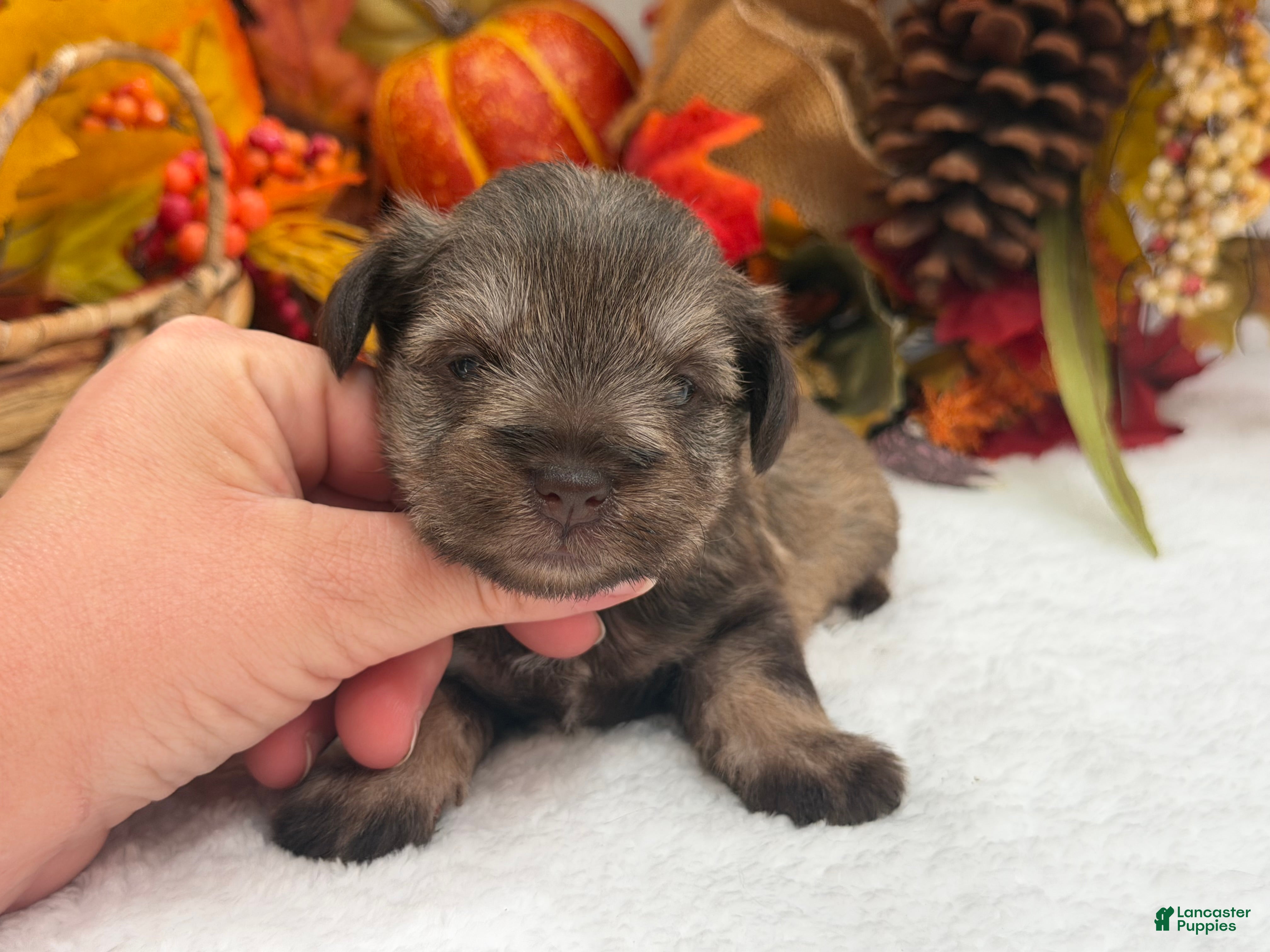 Miniature Schnauzer dogs Lexie Female 1 AKC Light Liver & Tan Mega Coat - Ad 9