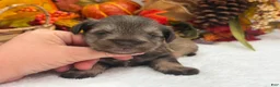Miniature Schnauzer dogs for sale: Lexie Female 1 AKC Light Liver & Tan Mega Coat - Ad 1
