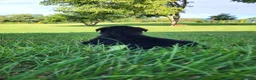 Rottweiler dogs for sale: Ping - Ad 6