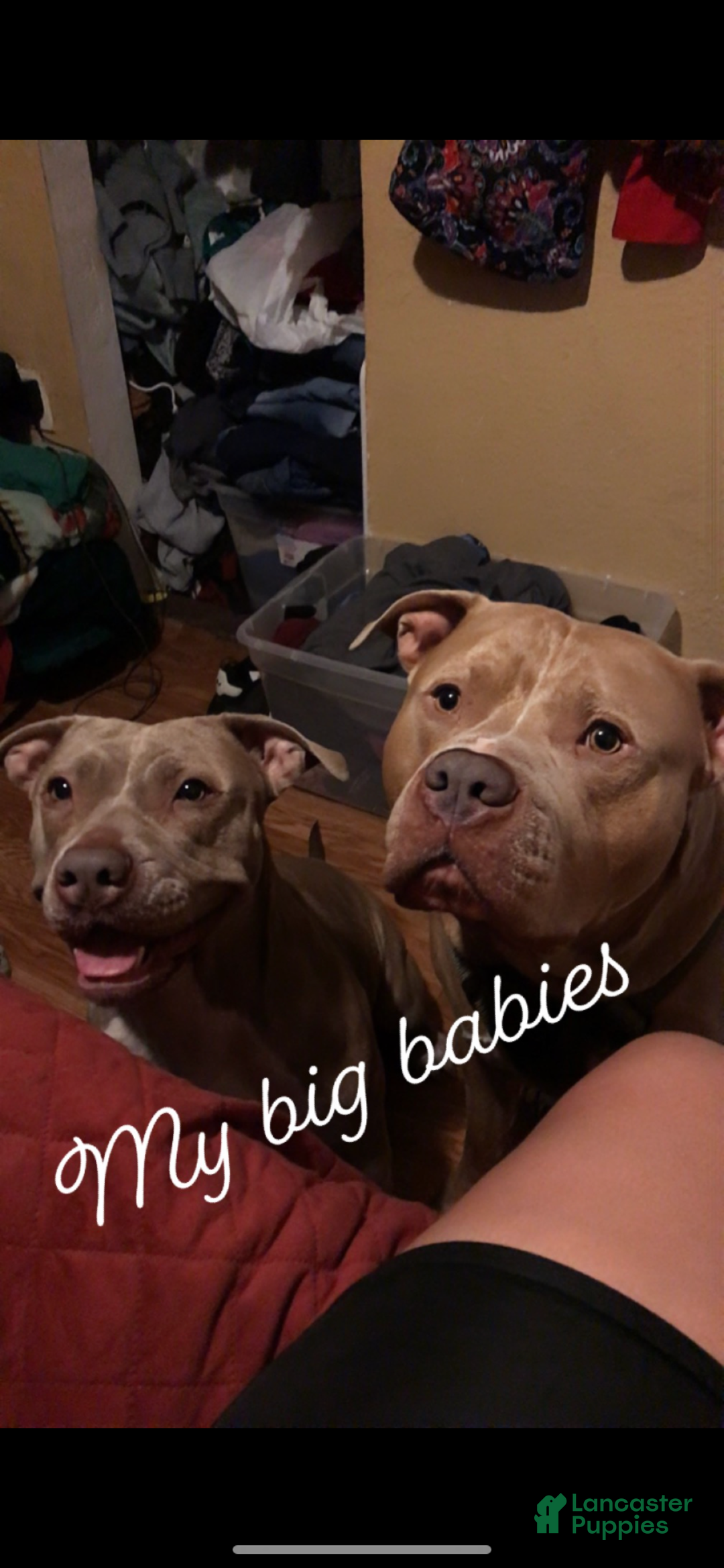 American Pit Bull Terrier dogs for sale: American Pit Bull Terrier Puppy 2 - Ad 2