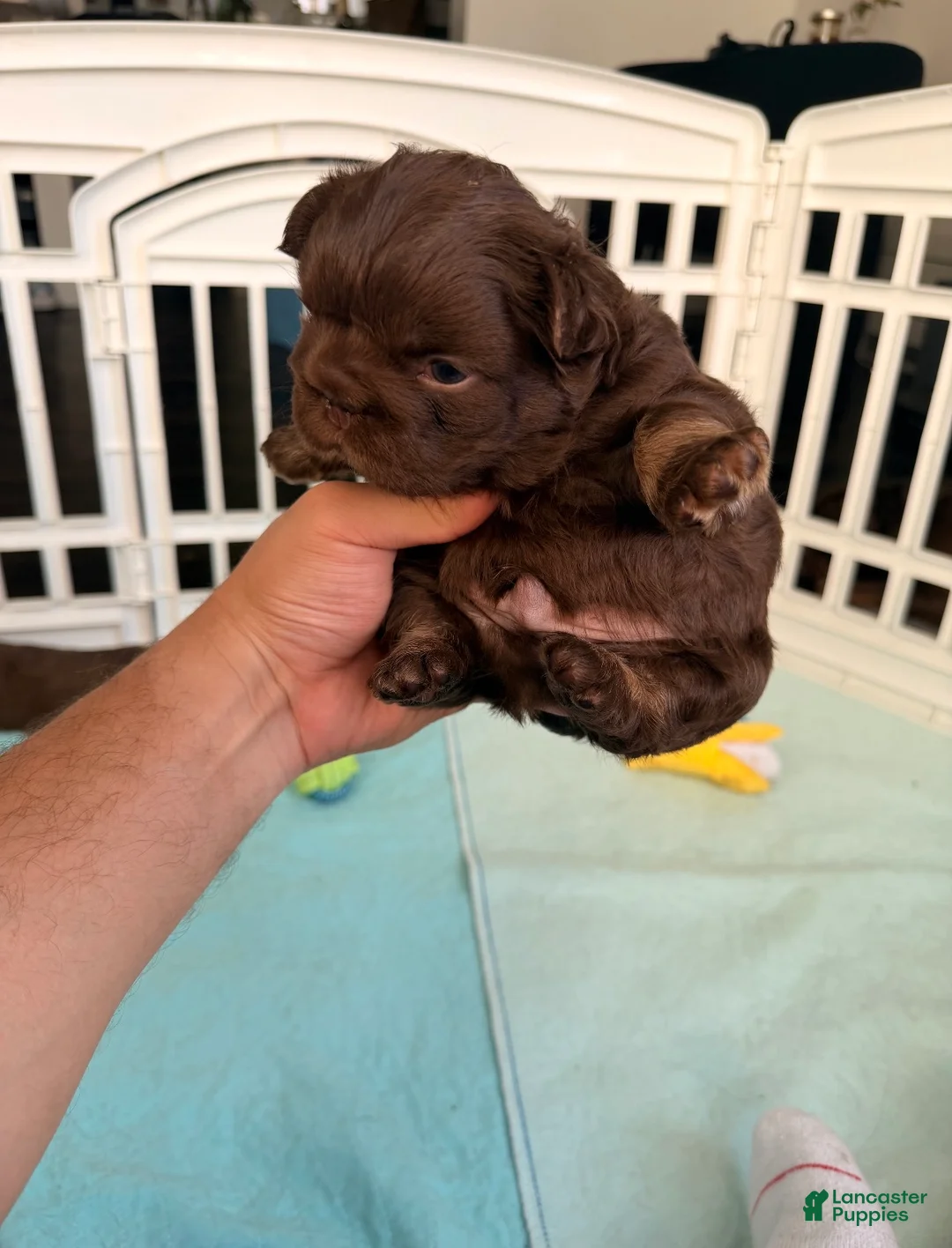 French Bulldog dogs for sale: Butterfinger - Ad 2