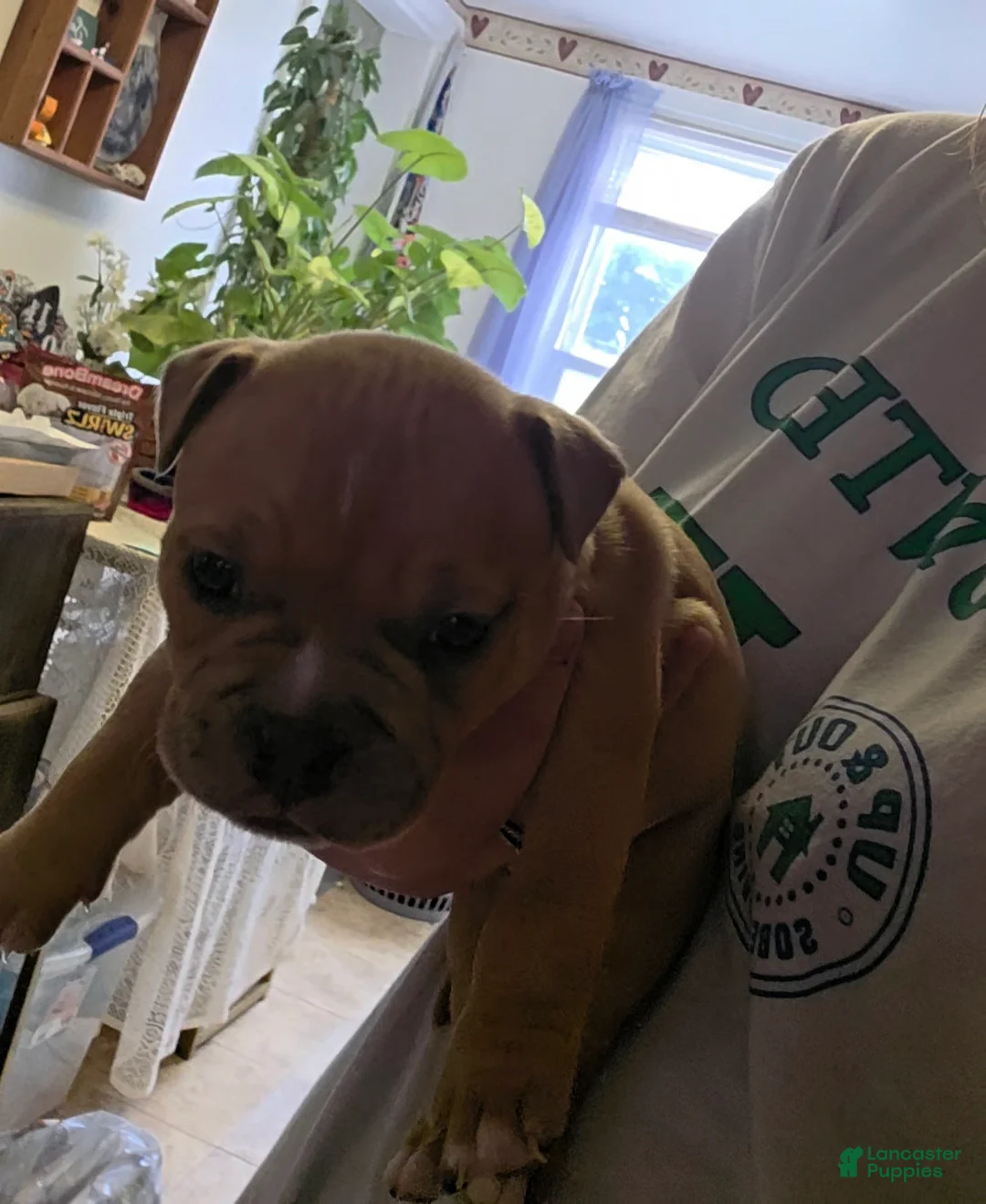 American Bully dogs for sale: Porsche - Ad 2