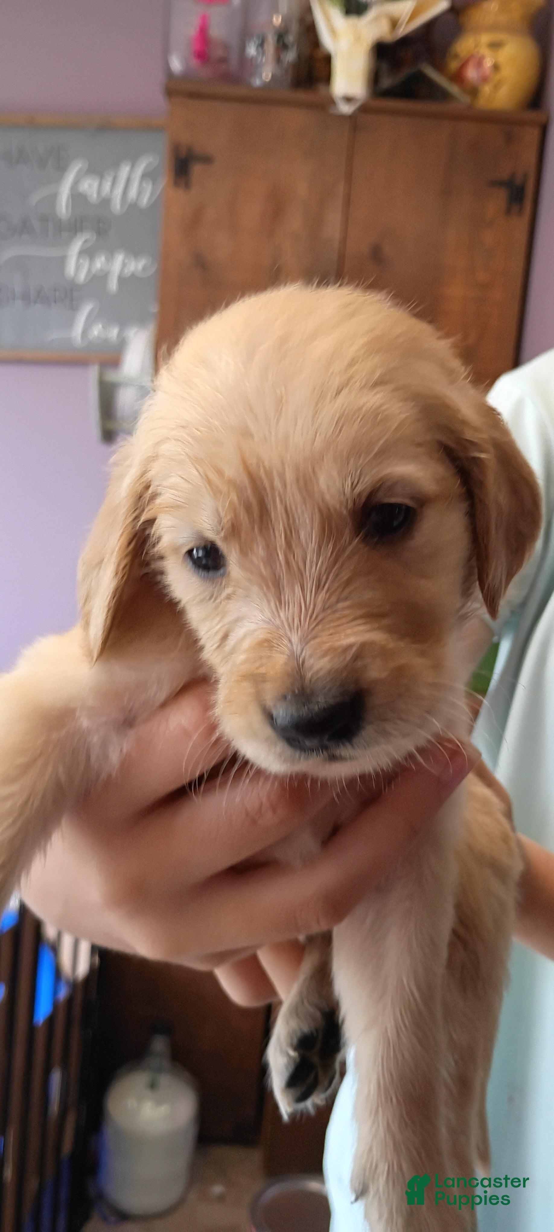 Golden Retriever dogs Golden Retriever Female 4 - Ad 1
