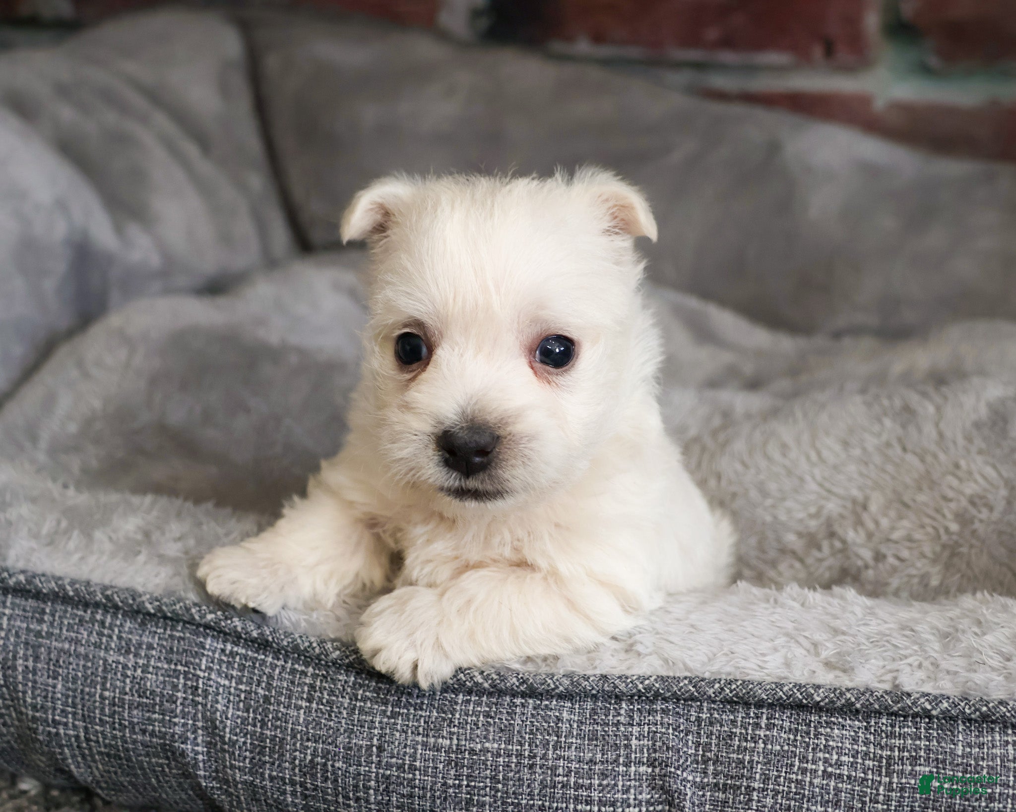 West Highland Terrier dogs Lance  - Ad 17