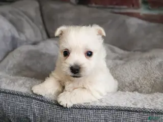 West Highland Terrier dogs Lance - Ad 17