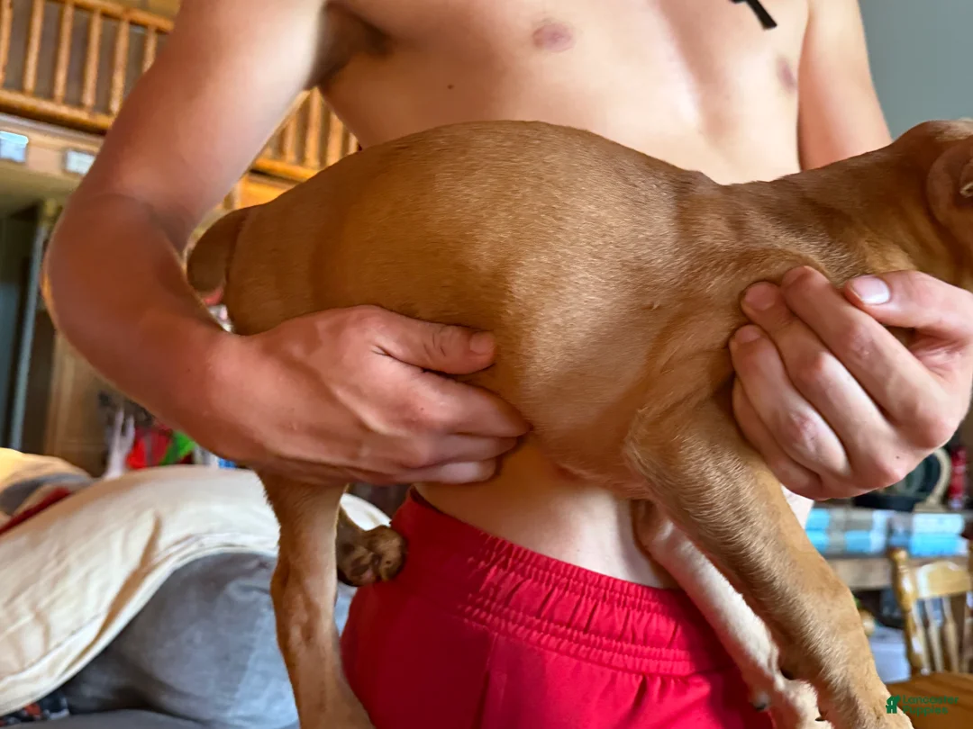 Boxer dogs for sale: Boxer 2 - Ad 1