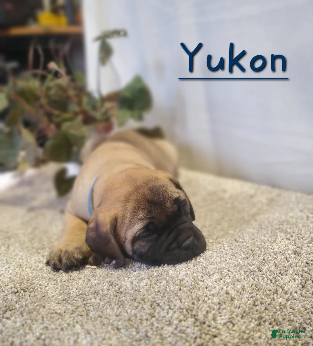 Bullmastiff dogs for sale: Yukon - Ad 2