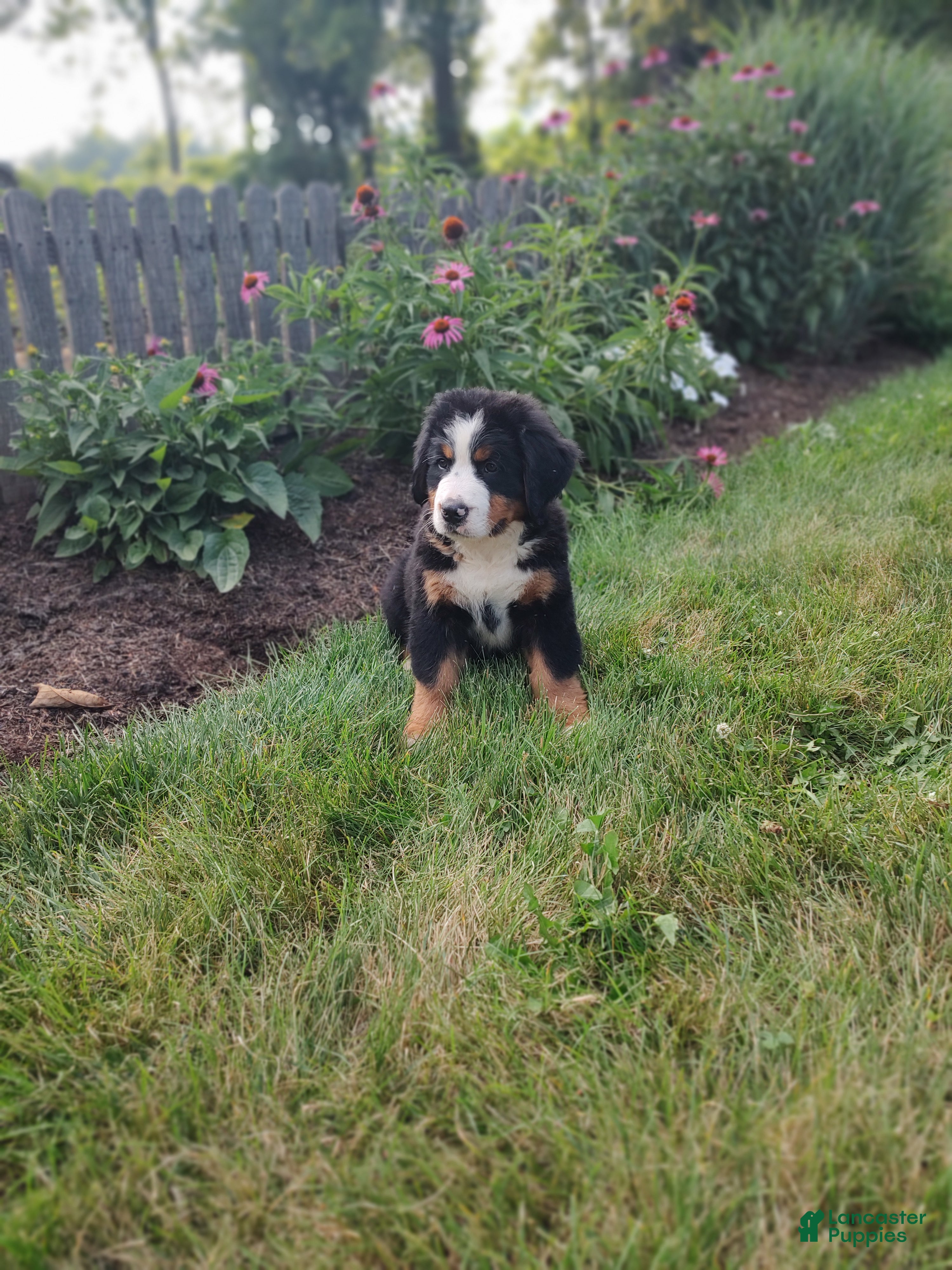 Bernese Mountain Dog dogs Lee - Ad 1