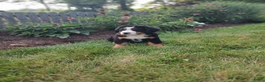 Lee