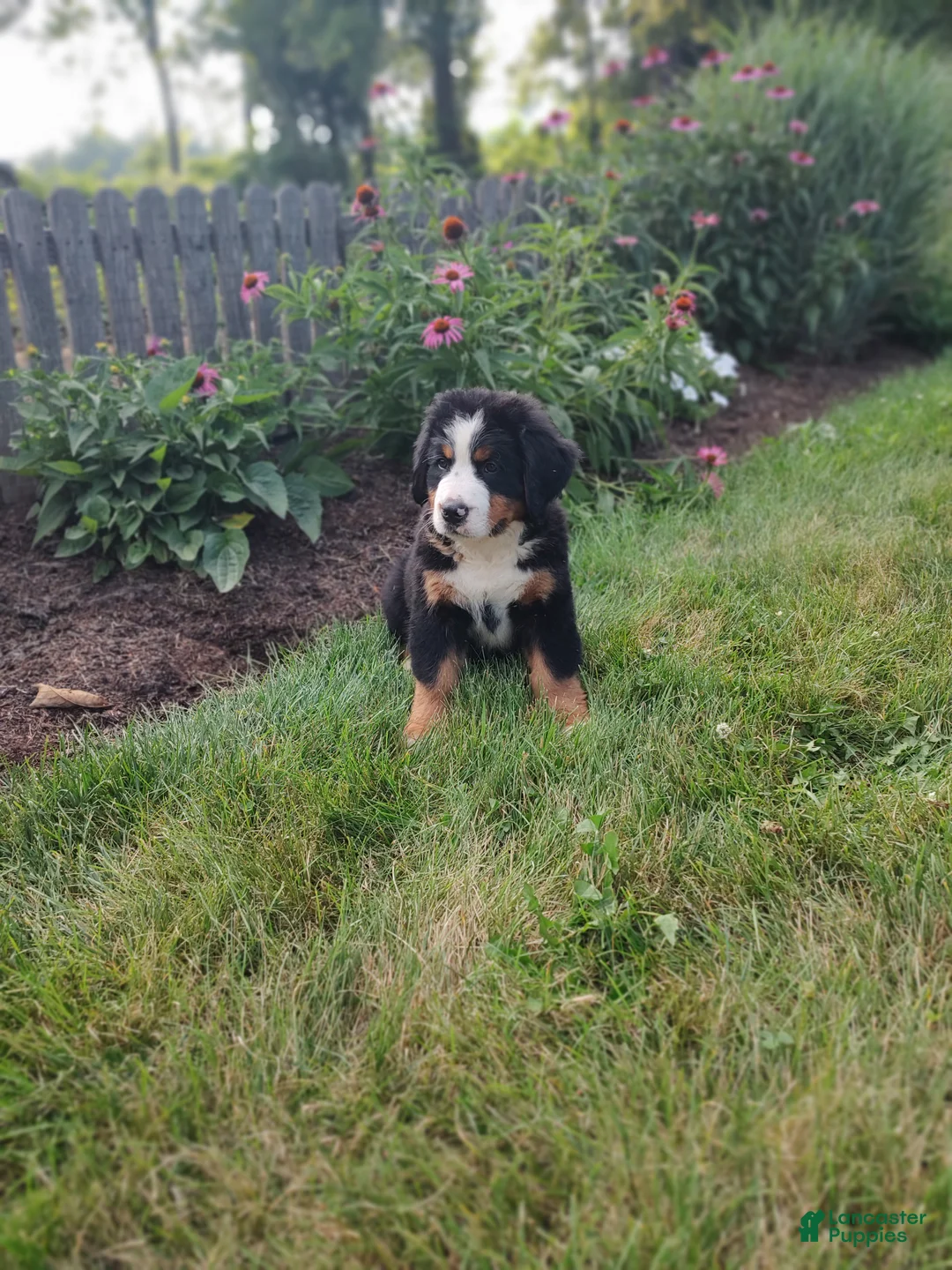 Bernese Mountain Dog dogs for sale: Lee - Ad 1