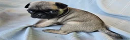 Pug dogs for sale: Levon - Ad 6