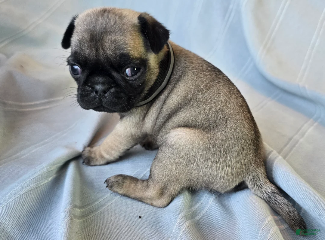 Pug dogs for sale: Levon - Ad 6