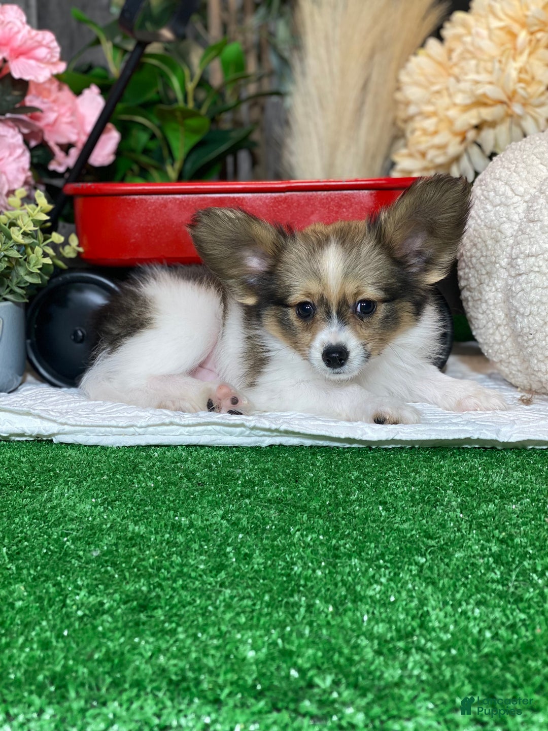 Papillon dogs for sale: Rascal  - Ad 2