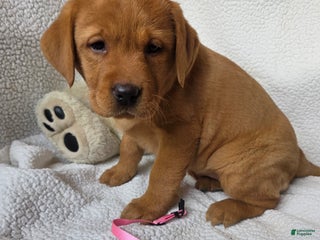 Labrador Retriever dogs Fran • Pink - Ad 19
