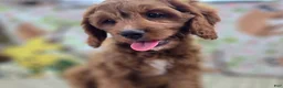 Cavapoo dogs for sale: Iceberg - Ad 29