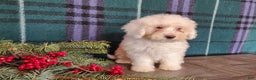 Mini Bernedoodle dogs for sale: Flake - Ad 2