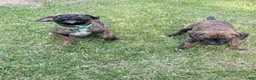 Boxer dogs for sale: Boxer Puppy 2 - Ad 4