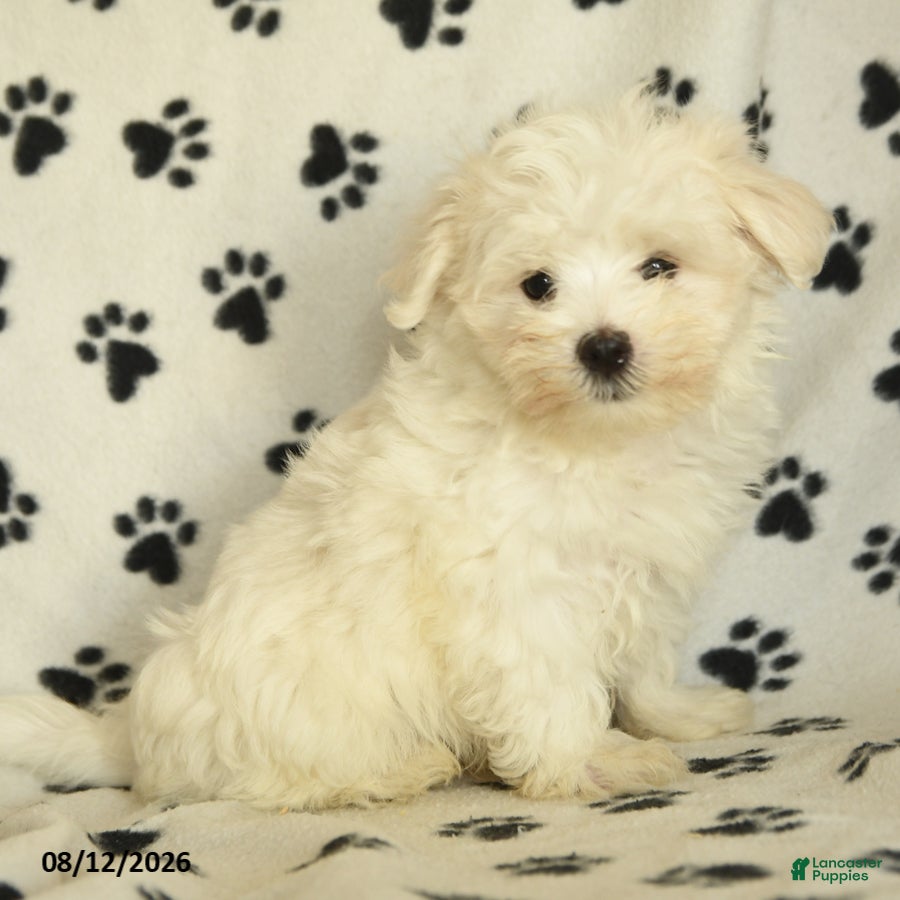 Maltese dogs Frost  - Ad 1