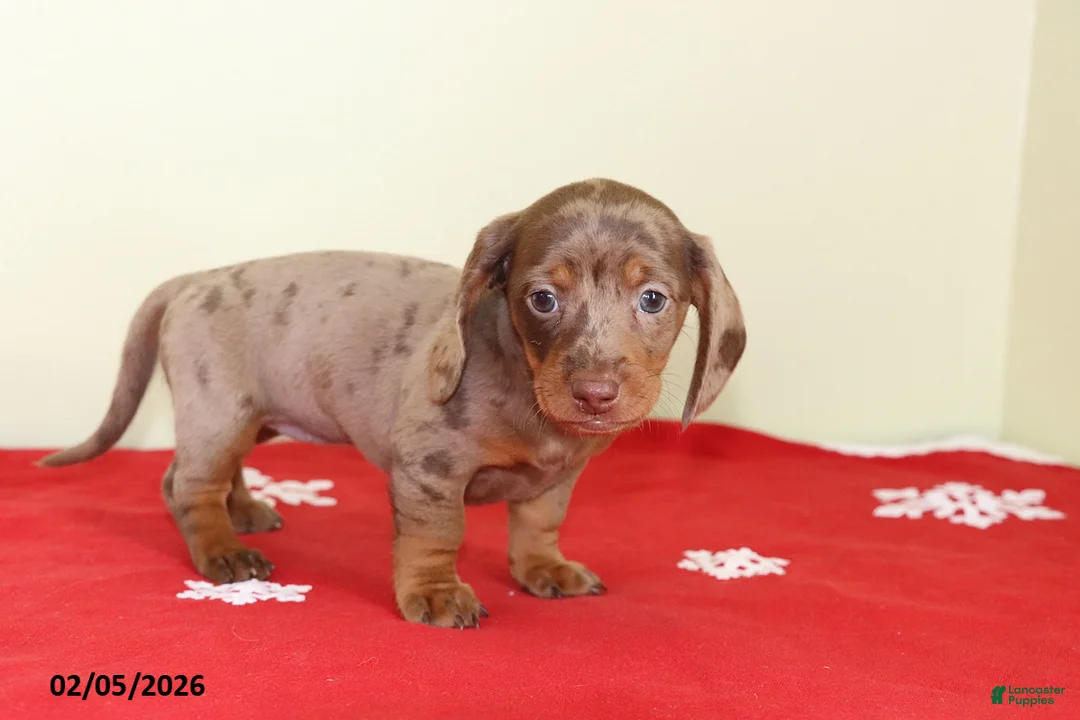 Miniature Dachshund dogs for sale: Polly - Ad 4