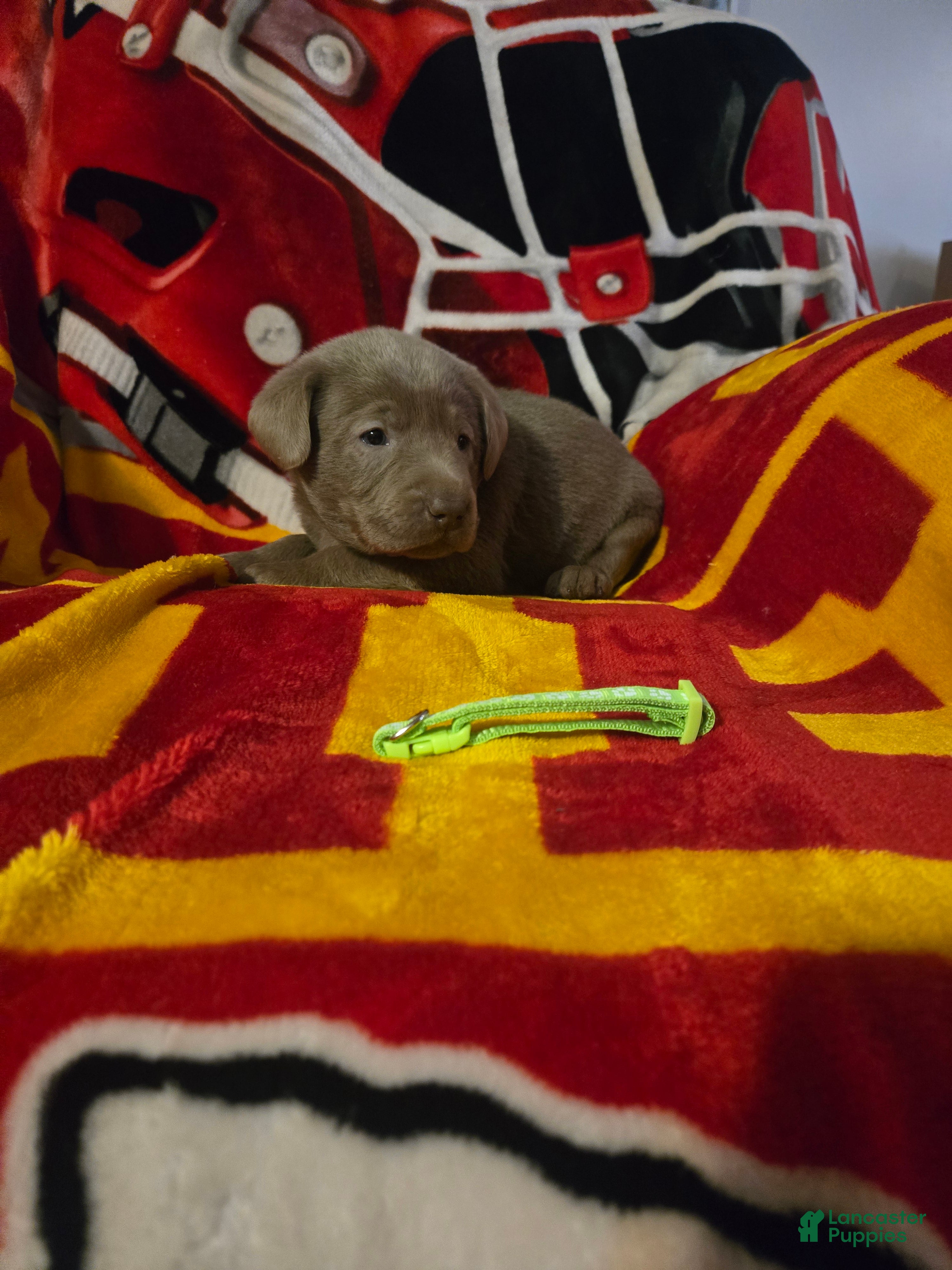 Labrador Retriever dogs Labrador Retriever Puppy 8 - Ad 1