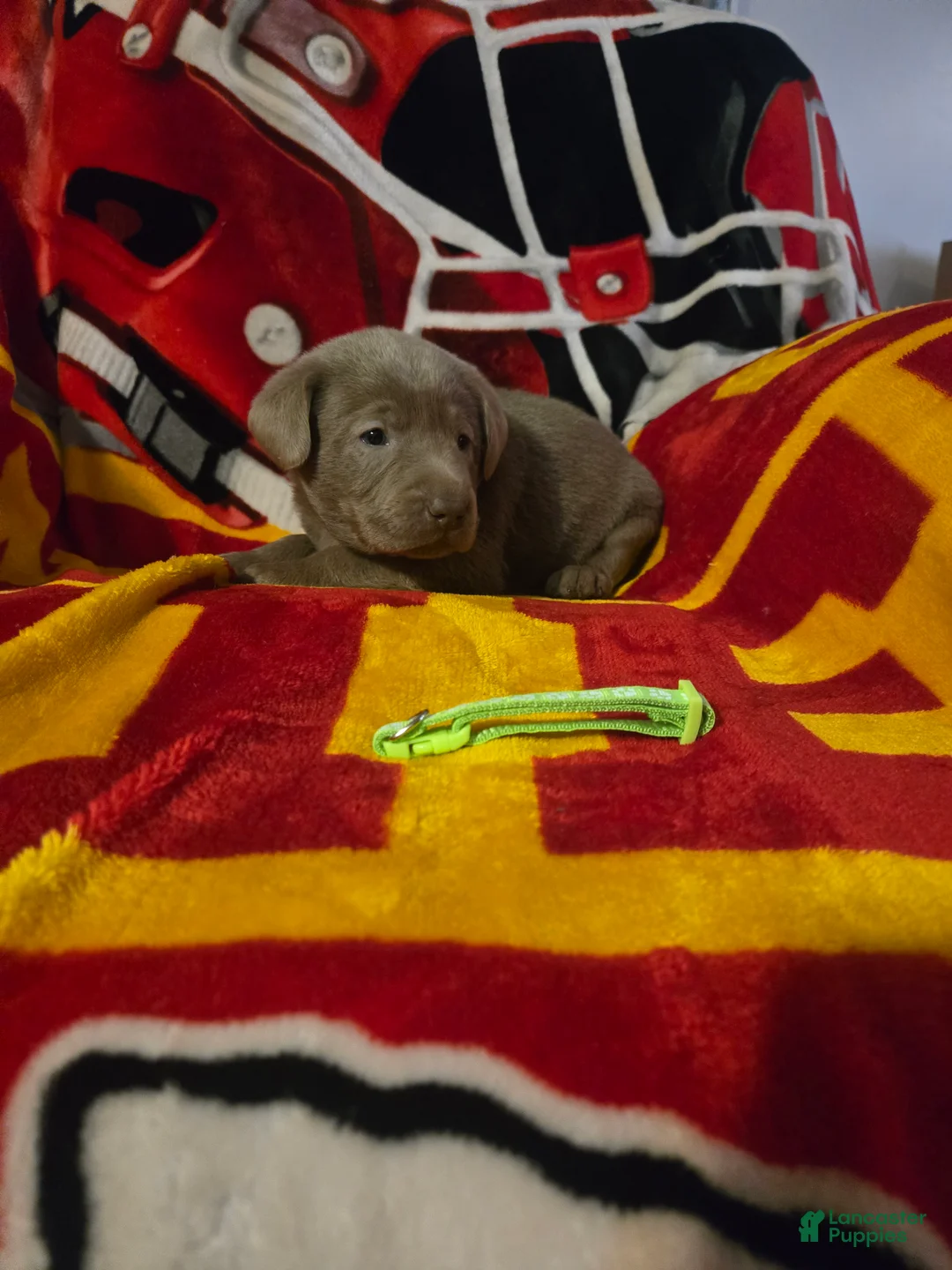 Labrador Retriever dogs for sale: Labrador Retriever Puppy 8 - Ad 1